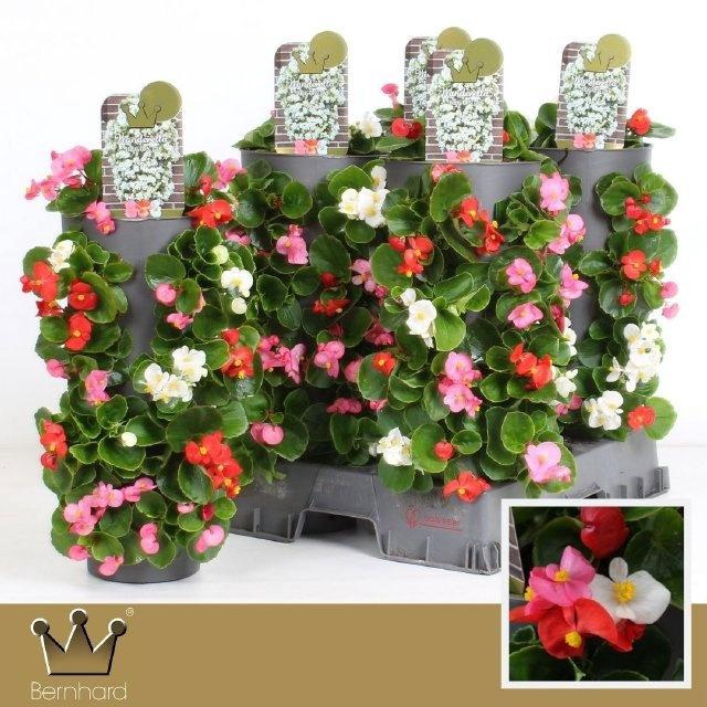 <h4>BEGO SE GEM</h4>