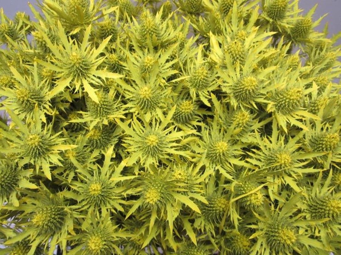 <h4>Eryn Orion Geel L50</h4>