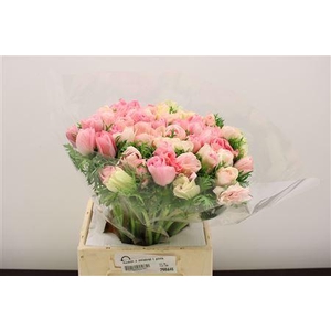 ANEMONE COR. 'MISTRAL PLUS L PINK'