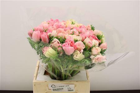 <h4>ANEMONE COR. 'MISTRAL PLUS L PINK'</h4>