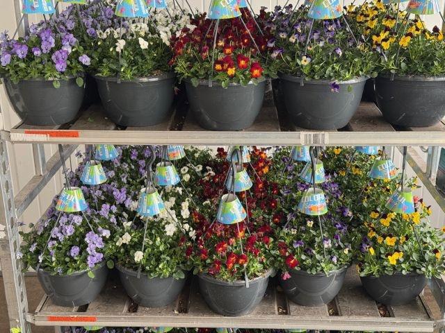 <h4>VIO CO END GEM</h4>