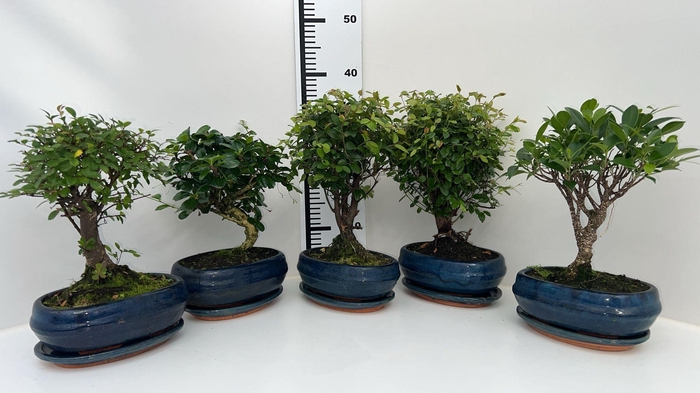 <h4>Bonsai mix, indoor, 19cm., broom, with drip tray</h4>