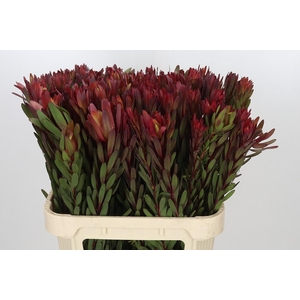 Leucadendron Safari Sunset