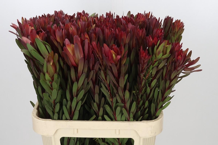 <h4>Leucadendron Safari Sunset</h4>
