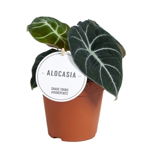 Alocasia Black Velvet