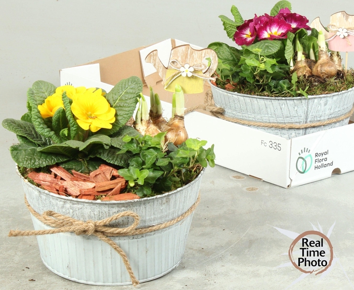 <h4>ARR TUINPLANTEN</h4>