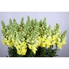 Antirrhinum Potomac Geel