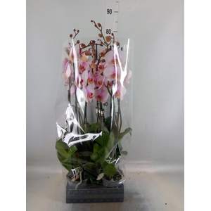 Phalaenopsis  'Anthura Madrid'