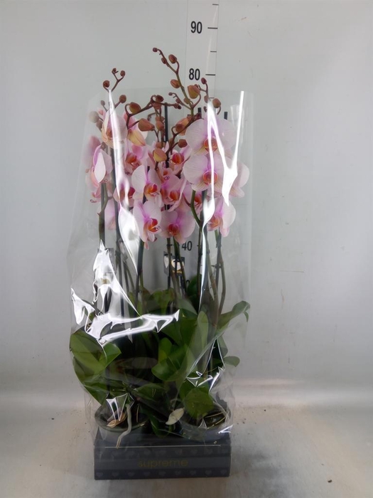 <h4>Phalaenopsis  'Anthura Madrid'</h4>