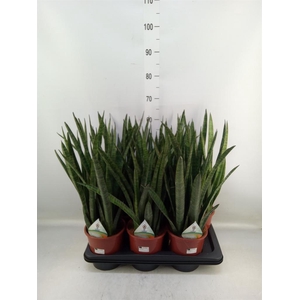Sansevieria zeylanica 'Greenline'