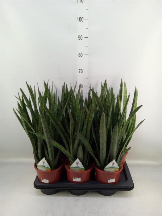 <h4>Sansevieria zeylanica 'Greenline'</h4>