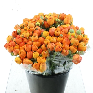 Ran El Sr Orange Extra