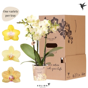 Kolibri Orchids Phalaenopsis Mineral yellow 3 spike