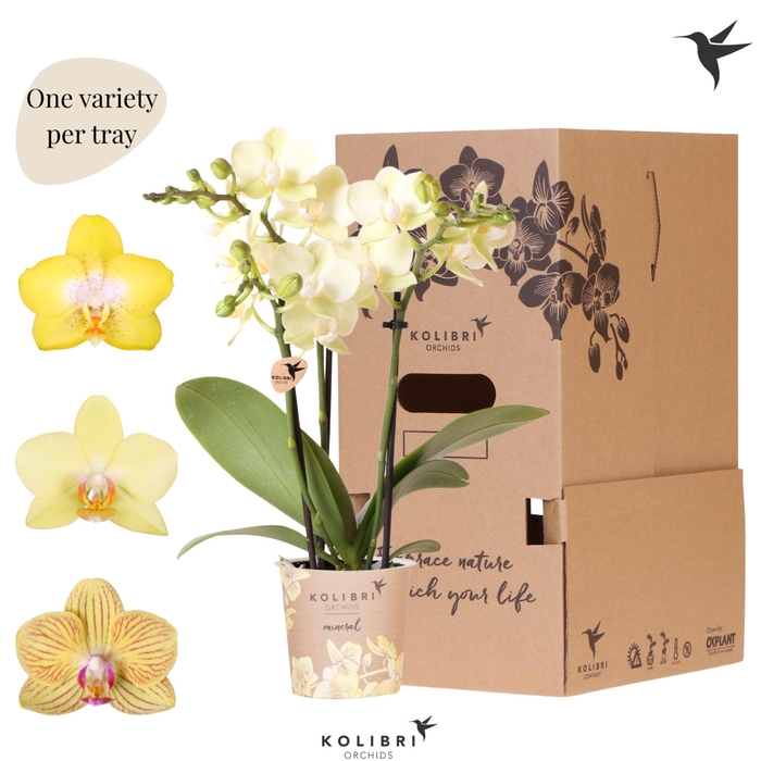<h4>Kolibri Orchids Phalaenopsis Mineral yellow 3 spike</h4>