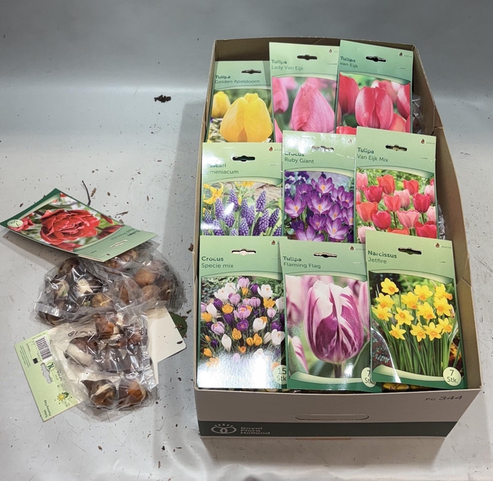 <h4>BLOEMBOL TULIPA</h4>