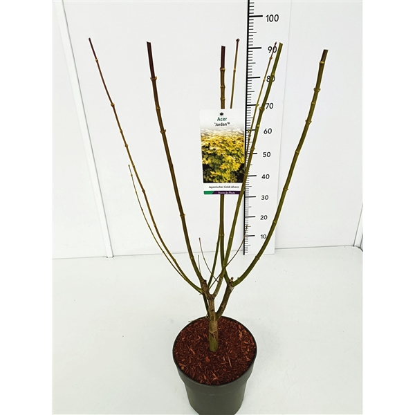 <h4>Acer shir. 'Jordan' 60-80C5</h4>