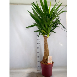 Yucca elephantipes   ...