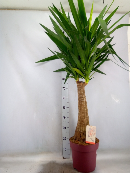 <h4>Yucca elephantipes   ...</h4>