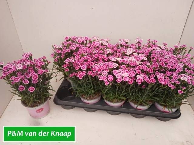 <h4>DIAN DI PINK KISSES</h4>