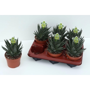Aloe Tiki Tahi