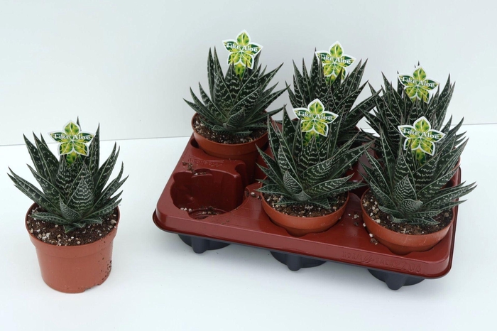 <h4>Aloe Tiki Tahi</h4>