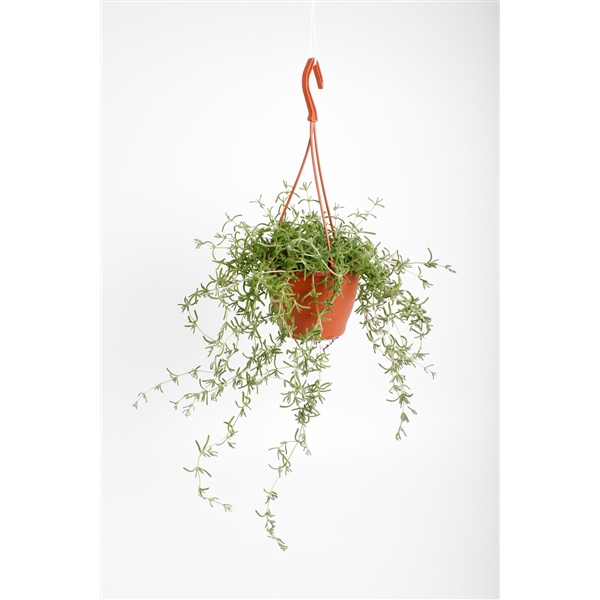<h4>Senecio Twinkle littele Star</h4>