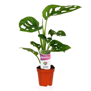 Monstera obliqua 'Monkey Mask'
