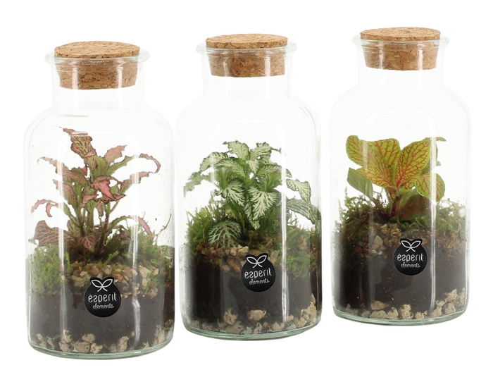 <h4>Arr.    Planten  L%</h4>