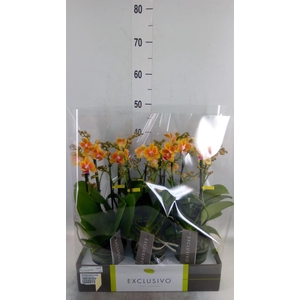 Phalaenopsis multi.   ...orange