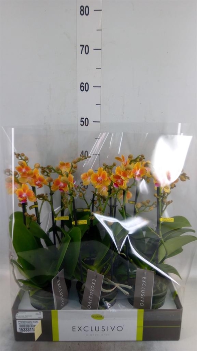<h4>Phalaenopsis multi.   ...orange</h4>
