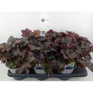 Heuchera micrantha 'Palace Purple'