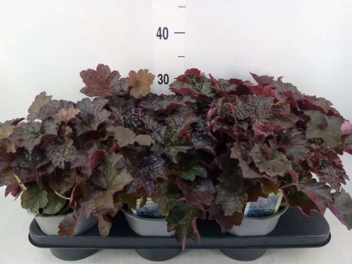 <h4>Heuchera micrantha 'Palace Purple'</h4>