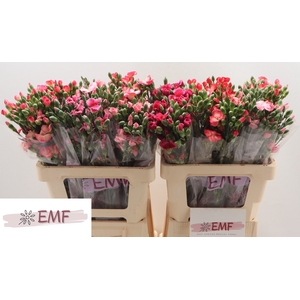 DI SOLOMIO GEM IN FUST