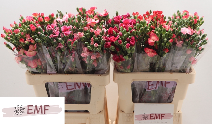 <h4>DI SOLOMIO GEM IN FUST</h4>