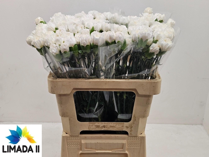 <h4>DI ST BALTICO</h4>