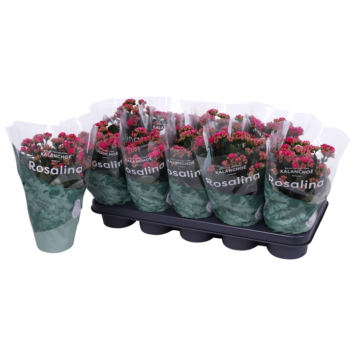 <h4>Kalan Gev Paars</h4>