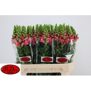 Antir Poto Rose