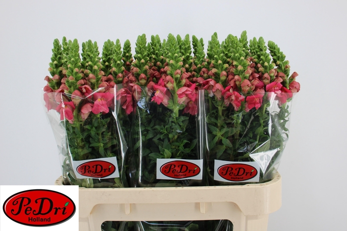 <h4>Antir Poto Rose</h4>