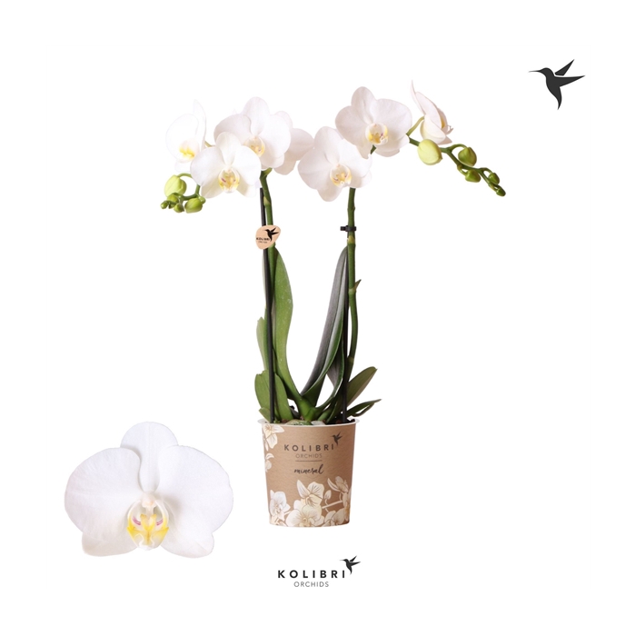 <h4>Kolibri Orchids Phalaenopsis Amabilis 2 spike no sleeve</h4>