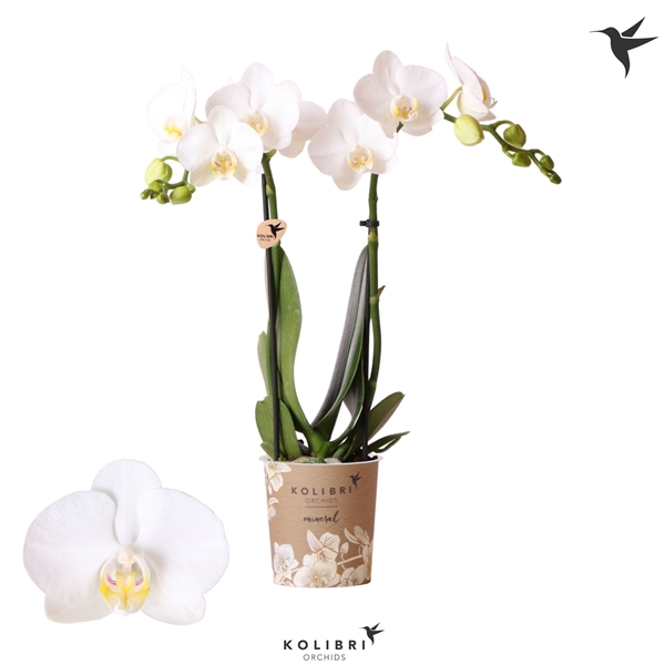 Kolibri Orchids Phalaenopsis Amabilis 2 spike no sleeve