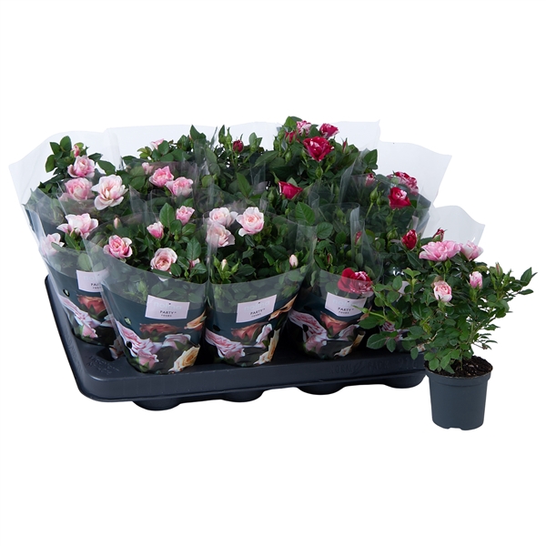 <h4>Nolina Roses Ø 7 cm. Mix Gigi/Piia</h4>