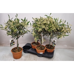 OLEA EUROPAEA
