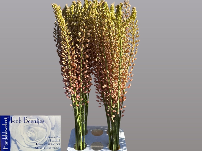 <h4>Eremurus Oase</h4>
