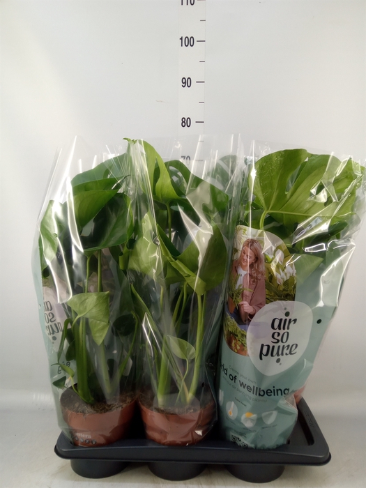 <h4>Monstera delic.</h4>