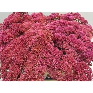 Sedum Cerise