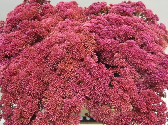 <h4>Sedum Cerise</h4>