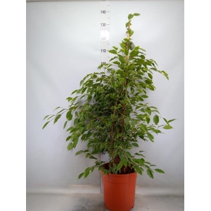 Ficus benja. 'Golden King'