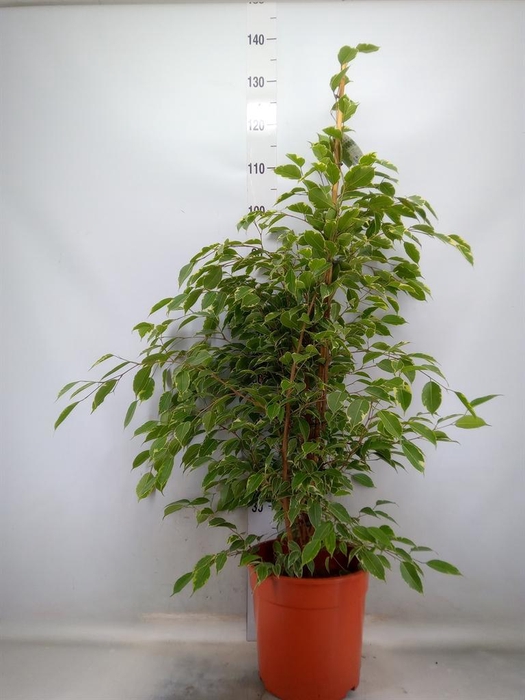 <h4>Ficus benja. 'Golden King'</h4>