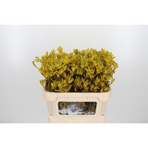 Anigozanthos Yellow Gem