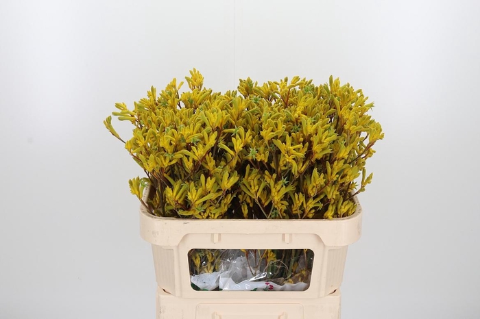 <h4>Anigozanthos Yellow Gem</h4>